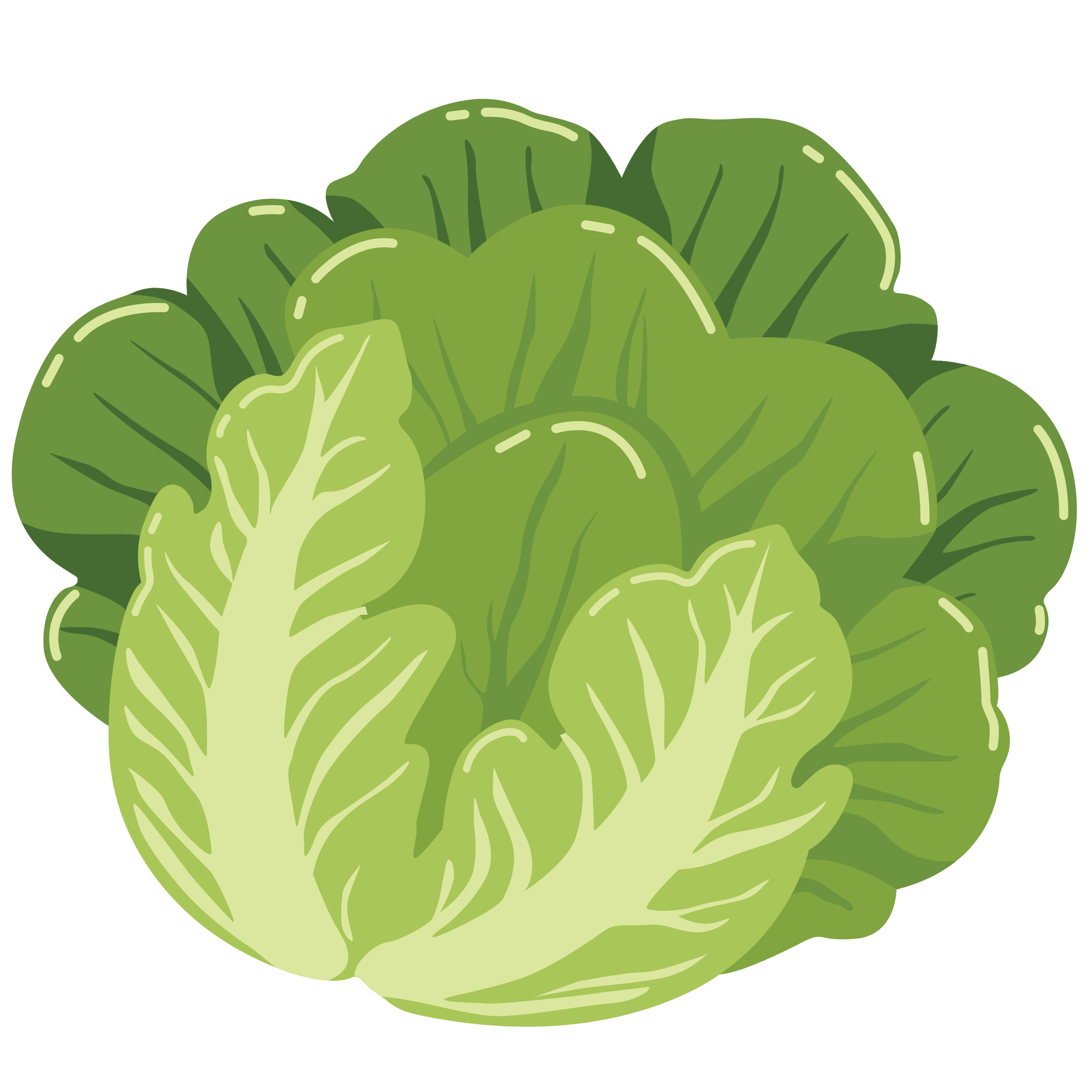 cabbage