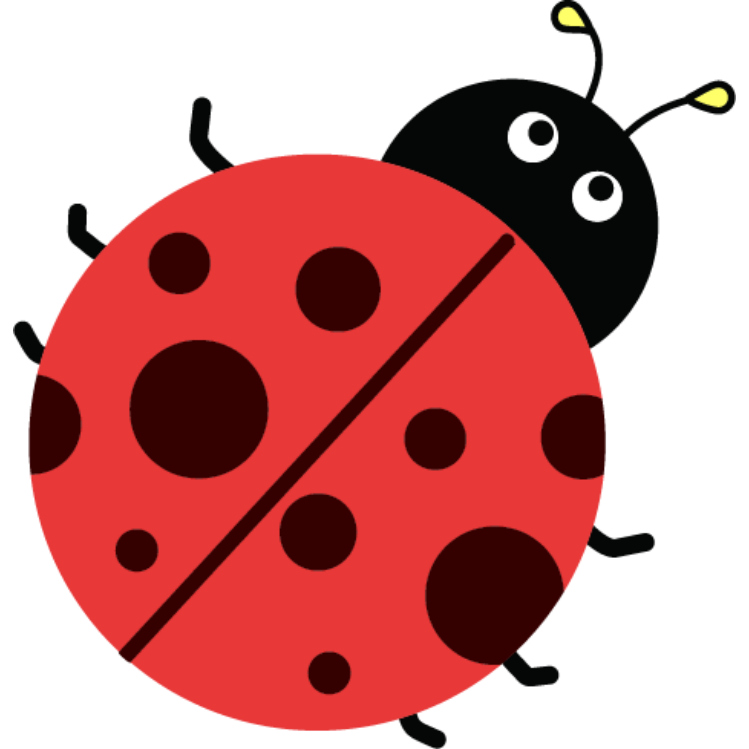 ladybug