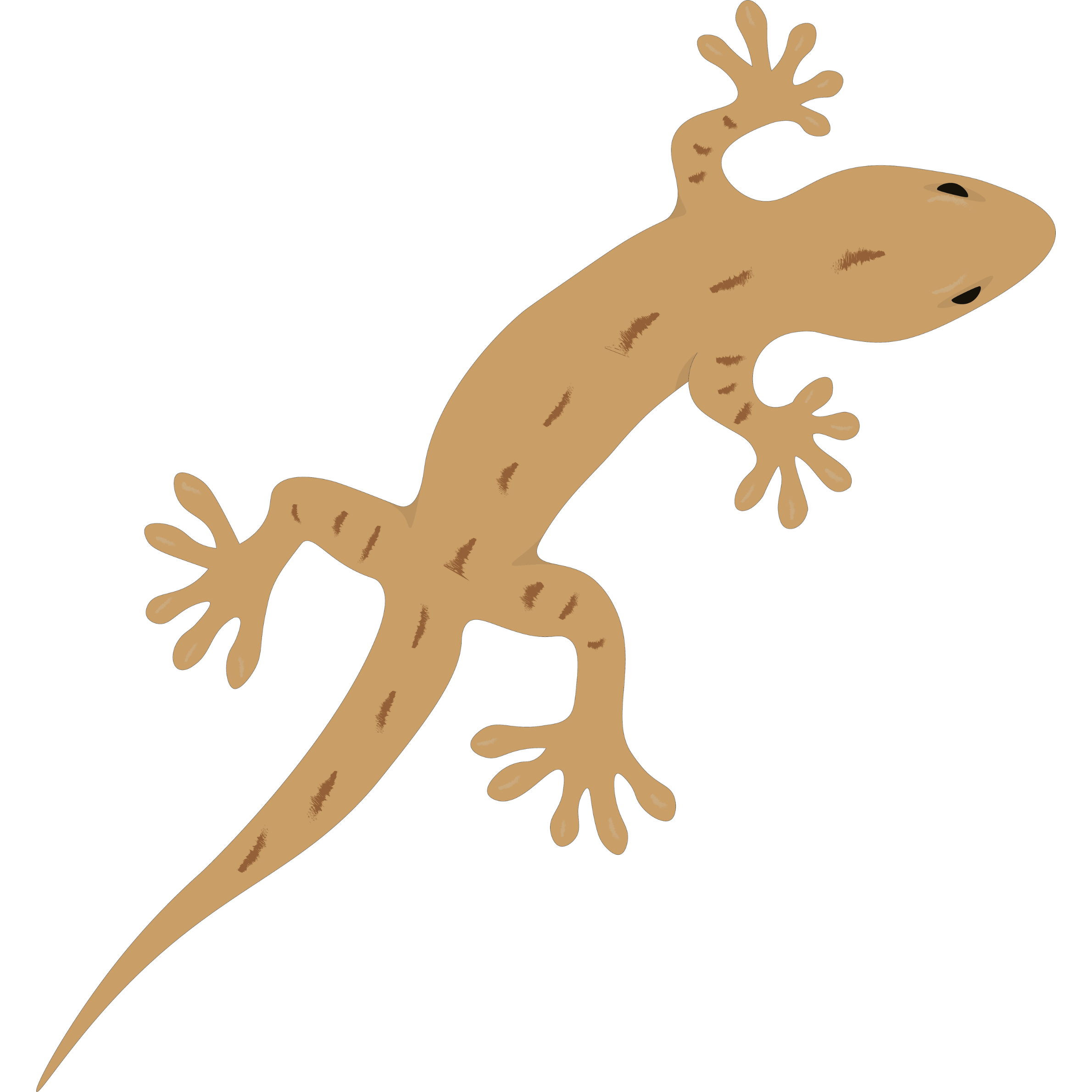 lizard