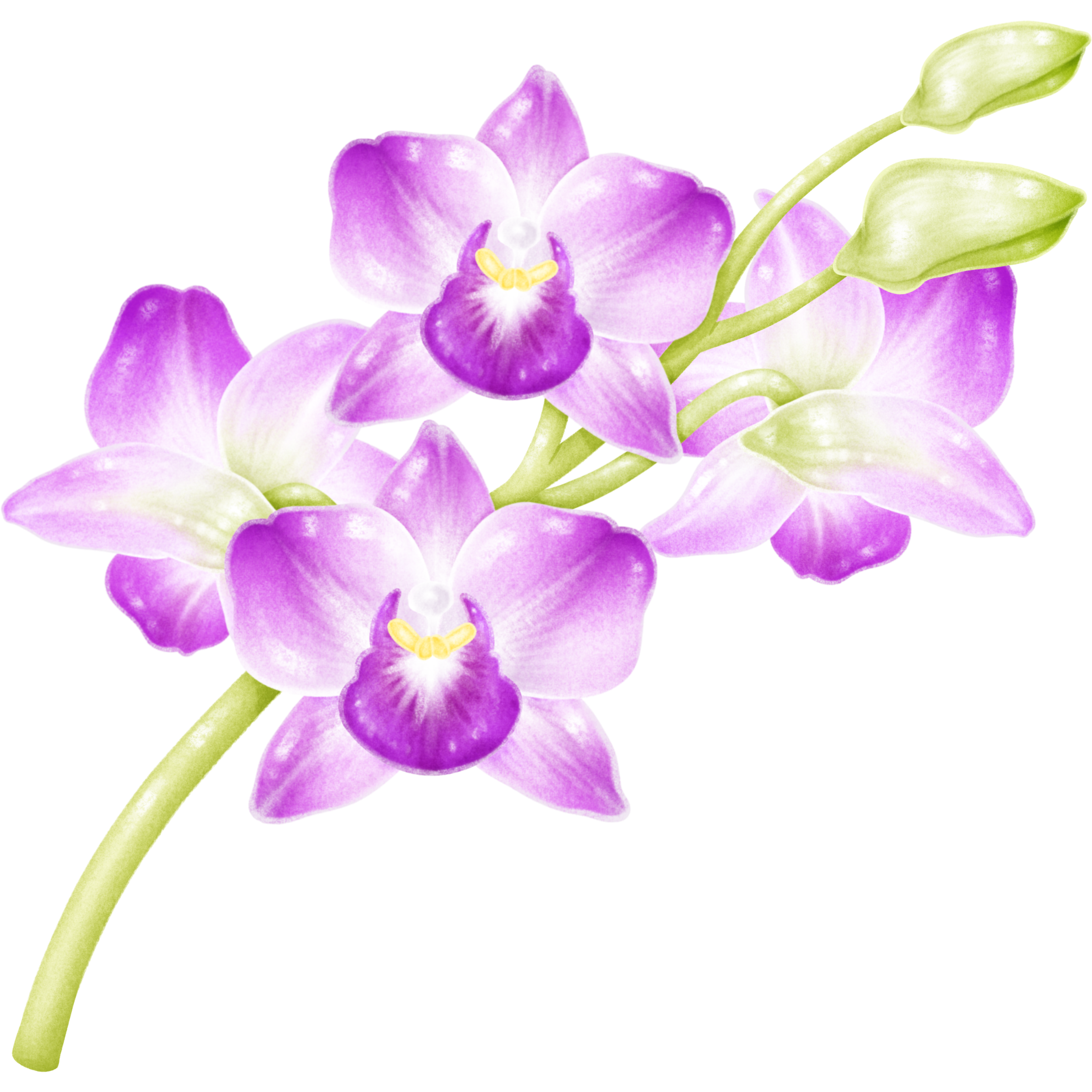 orchid