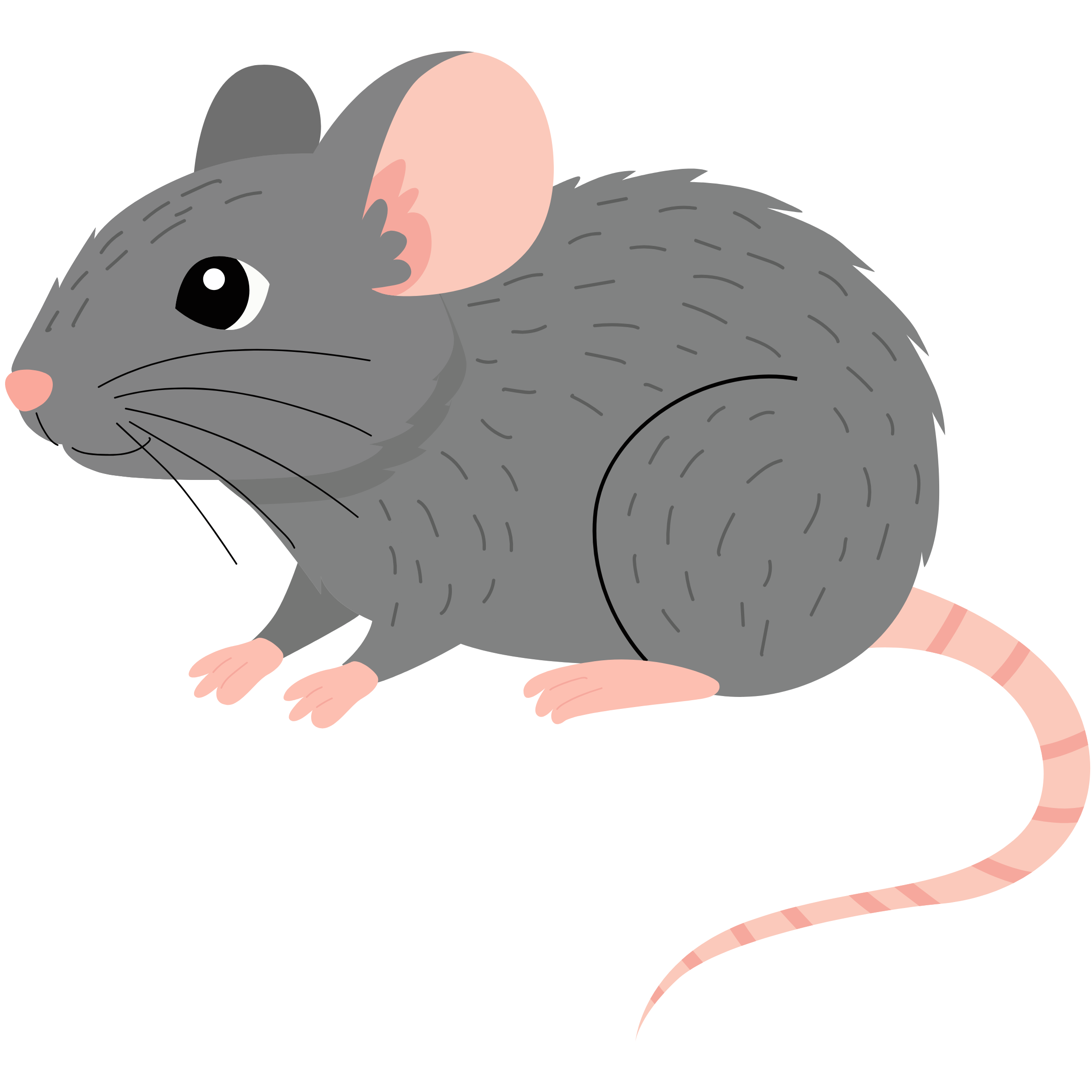 rat